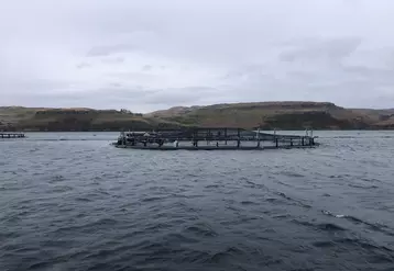 Cage aquacole de saumon 