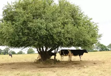 vache canicule