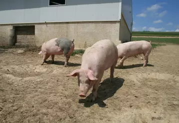 Un porc fermiers label rouge engraissé en plein air
