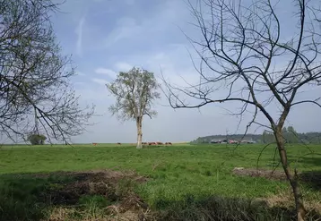 vache dans un champ 