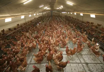 La ventilation est le premier poste de consommation d'électricité d'un élevage de poules pondeuses