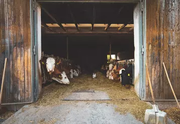 élevage laitier