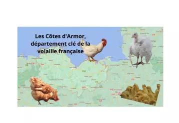 Les Côtes d'Armor sont frappées par un second cas de grippe aviaire