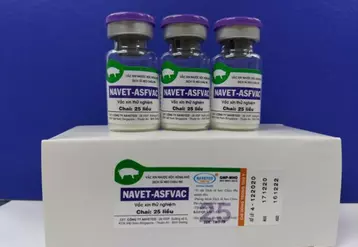 Vaccin contre la PPA Navet Asfac