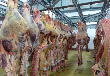 carcasse gros bovins abattoir