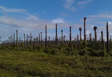 Des alternatives à la plantation d'huile de palmiers à huile pourraient limiter la déforestation