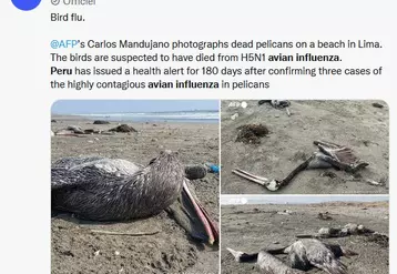 Plus de 10 000 pélicans sont morts de la grippe aviaire au Pérou