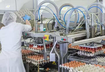 Les industriels de l'oeufs assurent de la totale mobilisation de leurs entreprises  pour maintenir au mieux la production et les approvisionnements en œufs de leurs clients