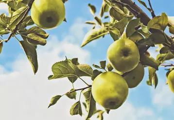 Baisse attendue des productions françaises de pommes et poires