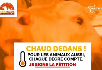 Wellfarm a lancé une pétition pour interdire le transport d'animaux par plus de 30 degrés