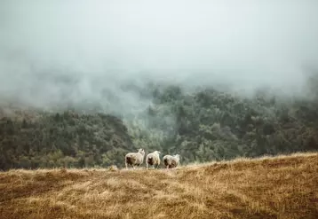 moutons en nouvelle-zélande