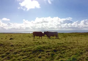 L’Irlande exporte moins de viande bovine, mais pas vers la France