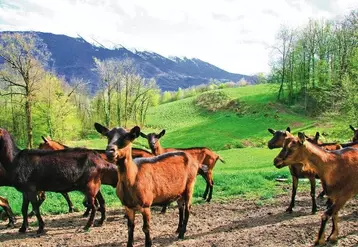 Elevage caprin en Région Rhône-Alpes . Pâturage des chèvres sur parcours.