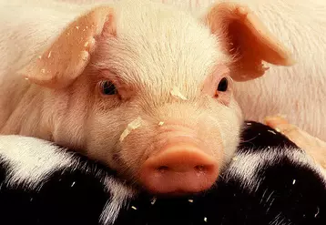 © USDA. Elevage porcin aux USA. production porcine américaine. porcelet. tête. regard d'animal. yeux. groin.