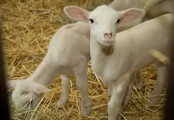 élevage de brebis de race Lacaune sur l'exploitation de la famille Laluc. élevage ovin et transformation du lait sur l'exploitation familiale. agneaux de lait. production ...