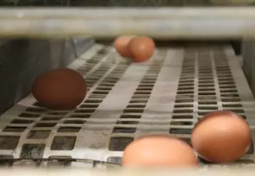 Les prix des œufs continuent de monter en Europe