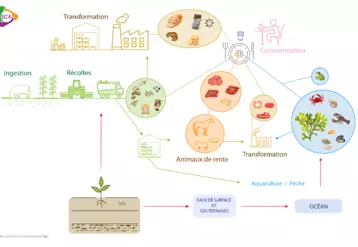Schéma conceptuel illustrant les aliments les plus contaminés en cadmium (sources : EAT2, EFSA 2012)