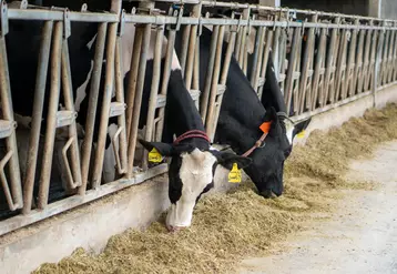Un élevage laitier en Chine