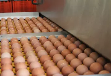 Aperçu du marché mondial de Poudre d'œuf en 2023