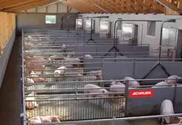 Elevage de porcs alternatif en Allemagne