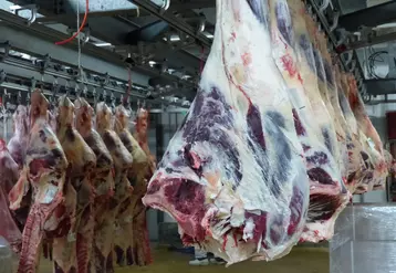 carcasse viande bovine