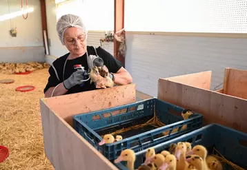 vaccination en élevage de canards