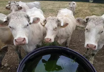 vaches dans un pré