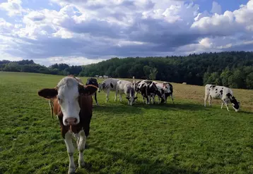 vaches laitières dans un pré