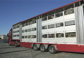 camion de transport de bétail