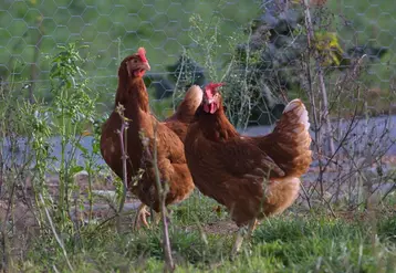 poule rousse en plein air