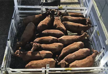 Négoce de bestiaux de Liniers. Commerce argentin de bovins viande. Marché du vif. Lot d'animaux en parc. 