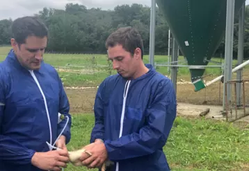 vaccination d'un canard