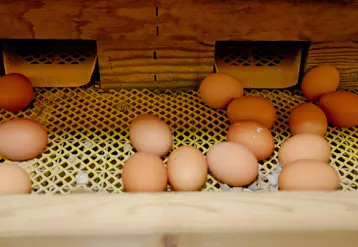 oeufs de poule en élevage