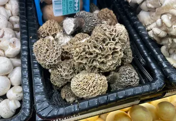 Morilles 