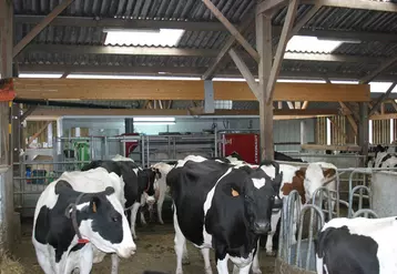 vaches en élevage