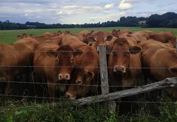 vaches dans les champs