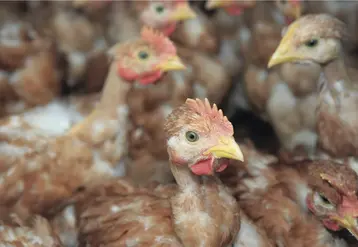 Elevage de poulets dans le Sud-Ouest. Volailles de chair. 