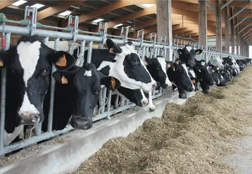 vaches laitières au cornadis.