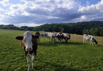 vaches laitières dans une prairie