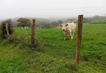 vache charolaise dans un champ