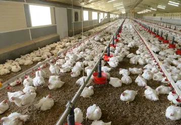 Poulet lourd dans un élevage