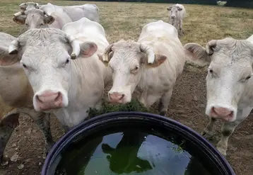 broutards charolais dans un pré