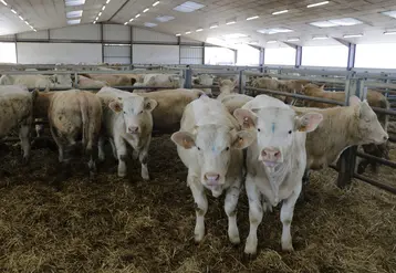 broutards charolais en centre de tri