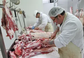 . Découpe d' un veau dans un abattoir et mise des morceaux sous vide et en caissette pour le compte d' un éleveur pratiquant la vente en direct d' une partie de son troupeau. 