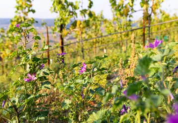 plantes adventices devant la vigne