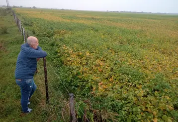 Champ de soja dans la province argentine d’Entre Ríos