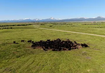 troupeau de vaches dans les prairies du Montana