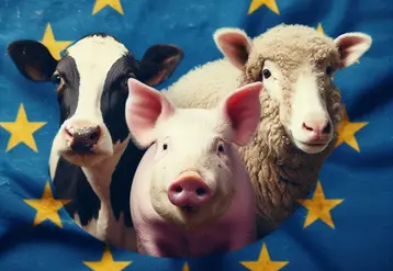 Style photographique, une vache, un cochon, un mouton, sur fond de drapeau européen