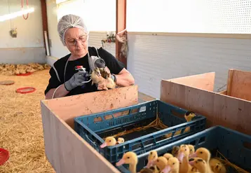 vaccination de cannetons 