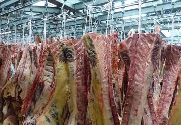 carcasse de bovins en abattoir